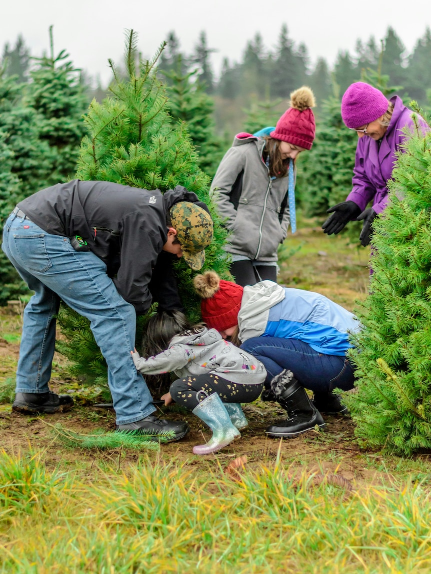 A family cut a Christmas tree from a farm in the United States.