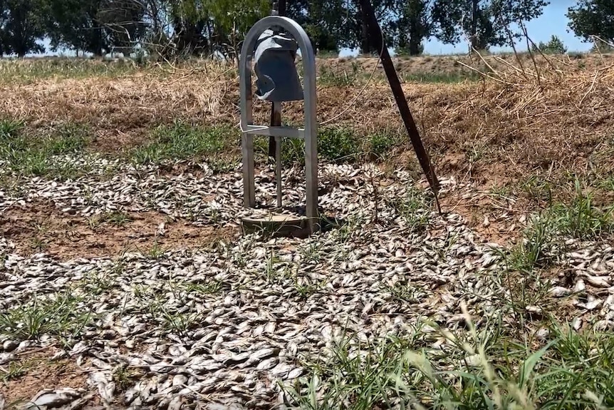 dead carp rotting in paddock near an irrigation meter