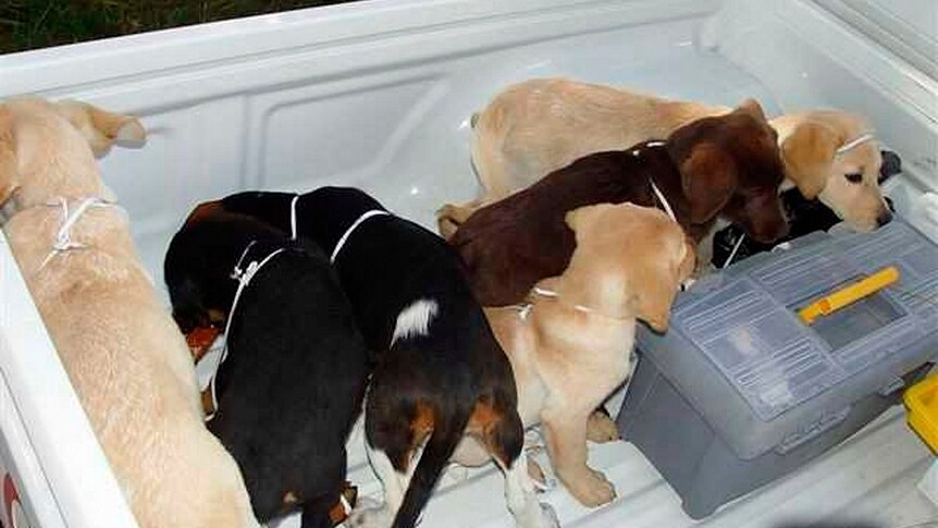 Six puppies stand in the back of a ute.