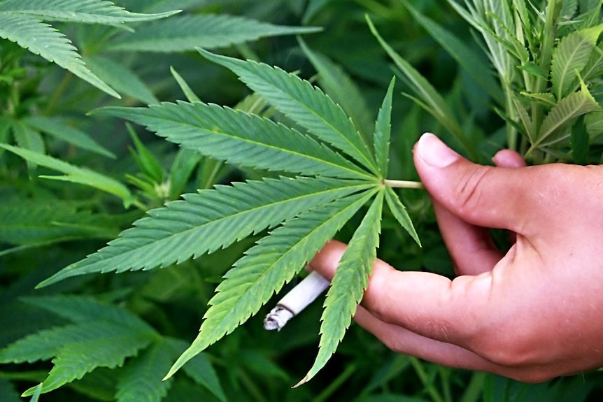 A man with a joint holds the leaf of a marijuana plant.