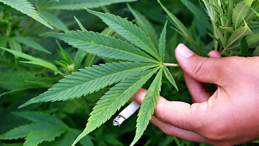 A man with a joint holds the leaf of a marijuana plant.