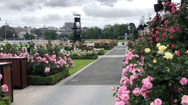 Rose bushes line an empty walkway at Flemington Racecourse on a cloudy, overcast day.