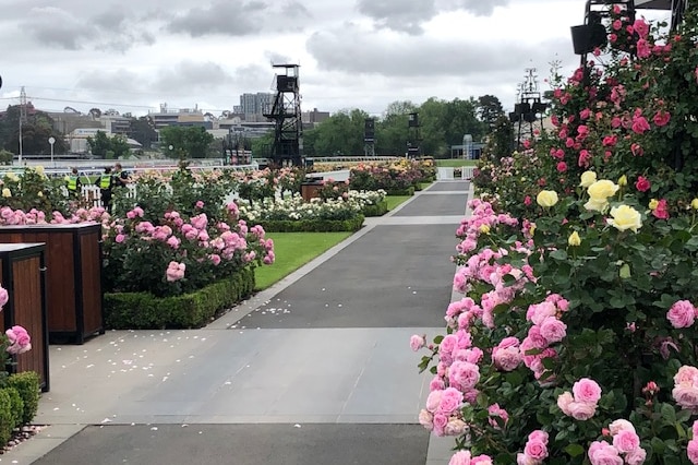 Rose bushes line an empty walkway at Flemington Racecourse on a cloudy, overcast day.
