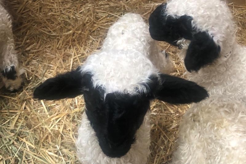Photo of baby lamb with black face