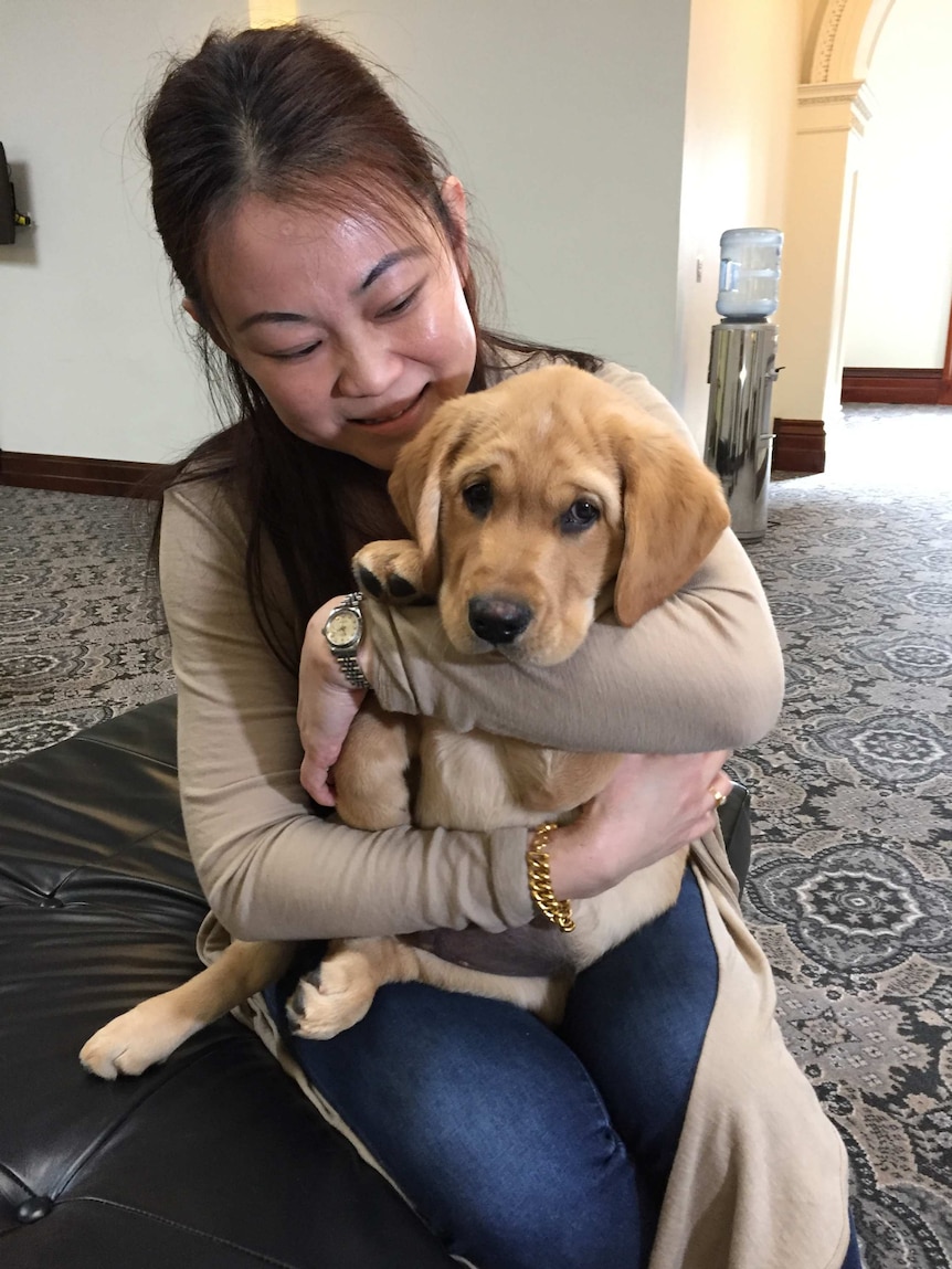 Puppy carer Barbara Chong holds training puppy Cooper.