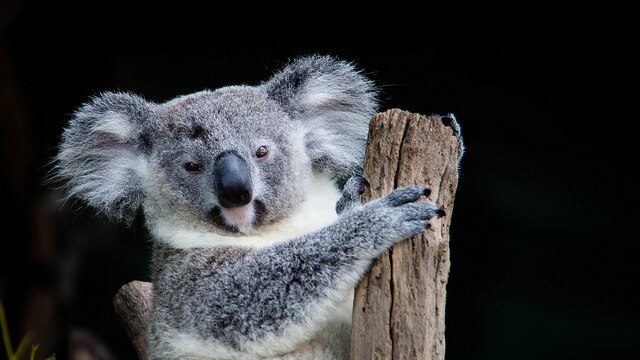 A koala on a tree
