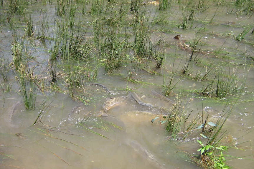 murky waters with grass and lots of carp