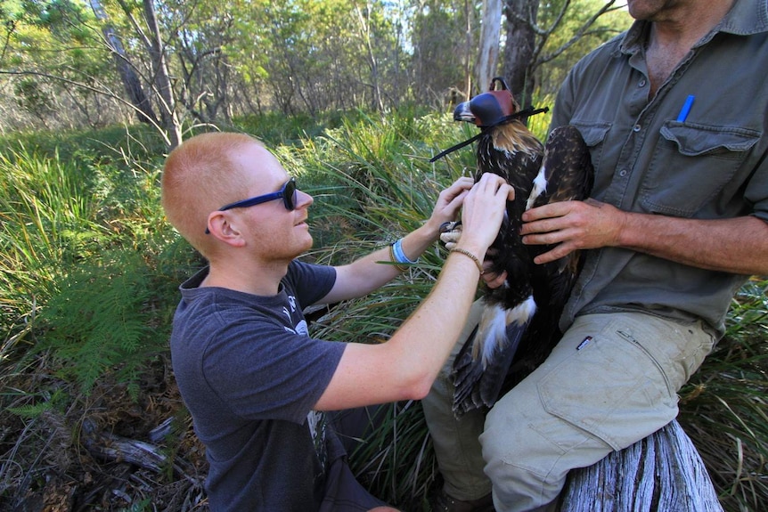 Tracker being fitted to eagle.