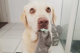 a labrador dog looks up at the camera, with a sock in its mouth
