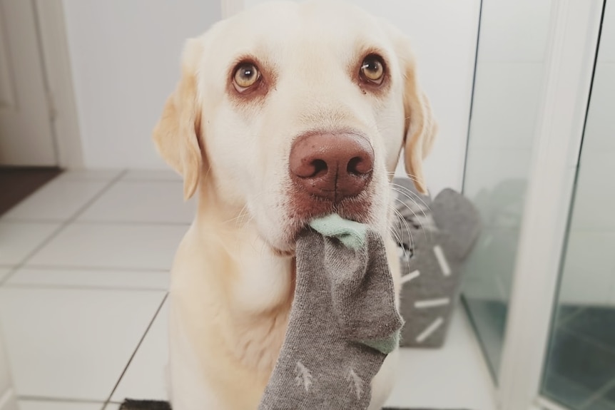 a labrador dog looks up at the camera, with a sock in its mouth