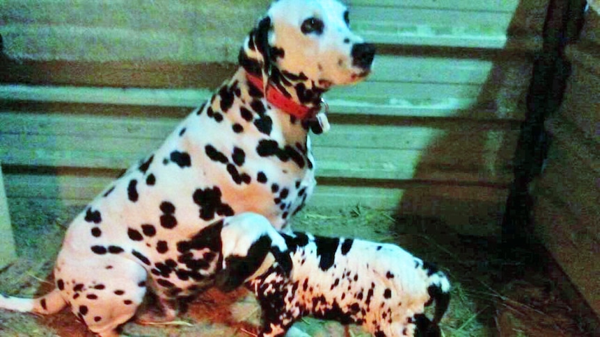 Spotted lamb has been adopted by a dalmatian after being abandoned by its mother