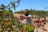 A bearded man reaches for red pistachios on green trees. More trees in a line behind him under blue skies 