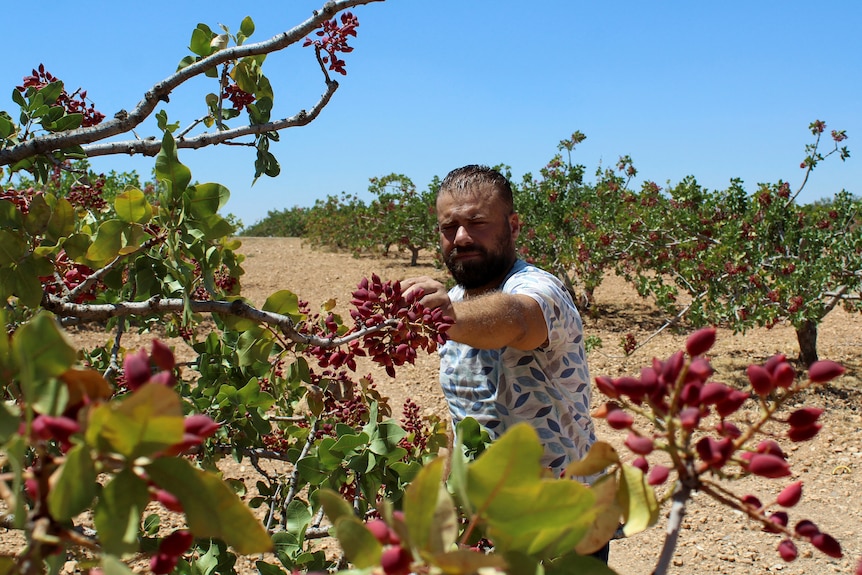 A bearded man reaches for red pistachios on green trees. More trees in a line behind him under blue skies 