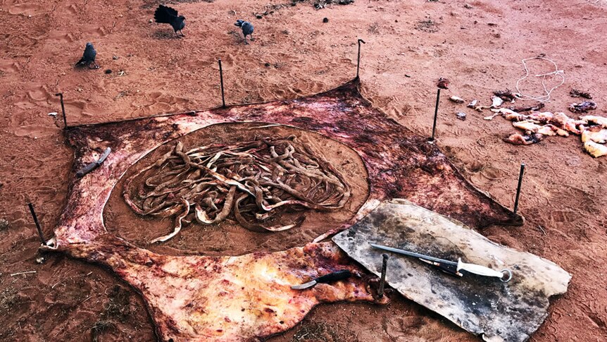 A bloodied green cowhide is pinned to the ground with pens, with the centre piece missing and in long strips.