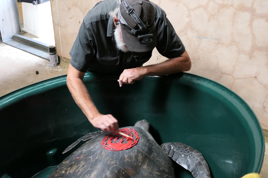A man puts red adhesive on the shell of  large Green Turtle in a tub 