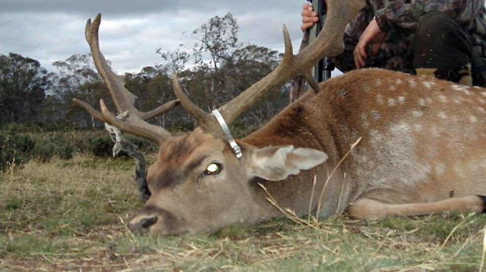 Tasmanian farmers and recreational hunters are locking horns over