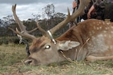 fallow deer shot by hunter