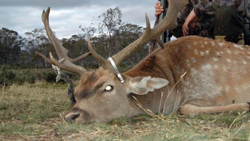 A fallow deer shot by a hunter.