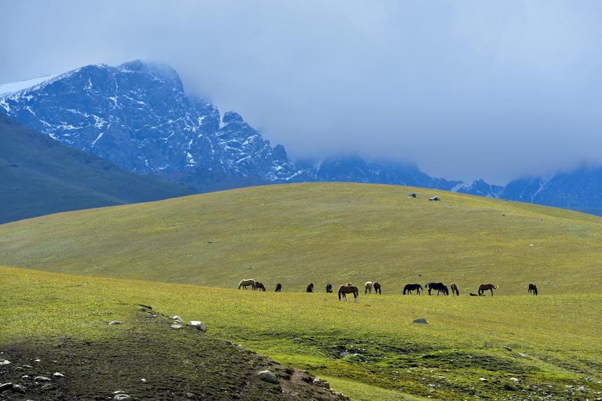 Horses graze in a mountain pasture