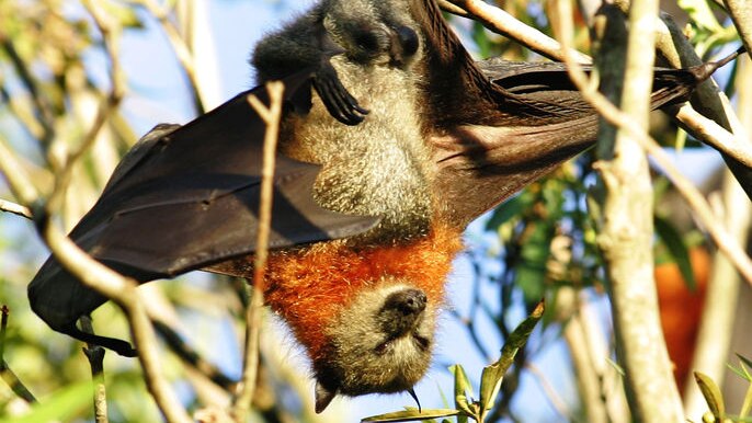 Lorn residents say the bat colony has made living in the suburb unbearable.