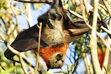Do not disturb: Adelaide flying foxes will be left alone