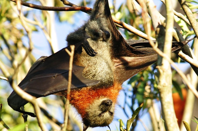 A grey-headed flying fox hangs from its roost (file photo). March 20, 2008.