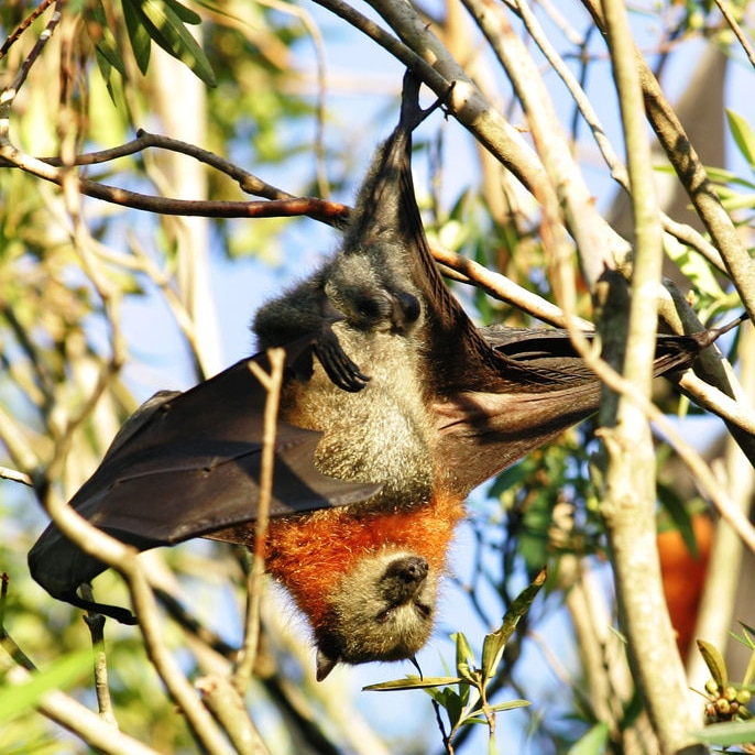 A grey-headed flying fox hangs from its roost (file photo). March 20, 2008.