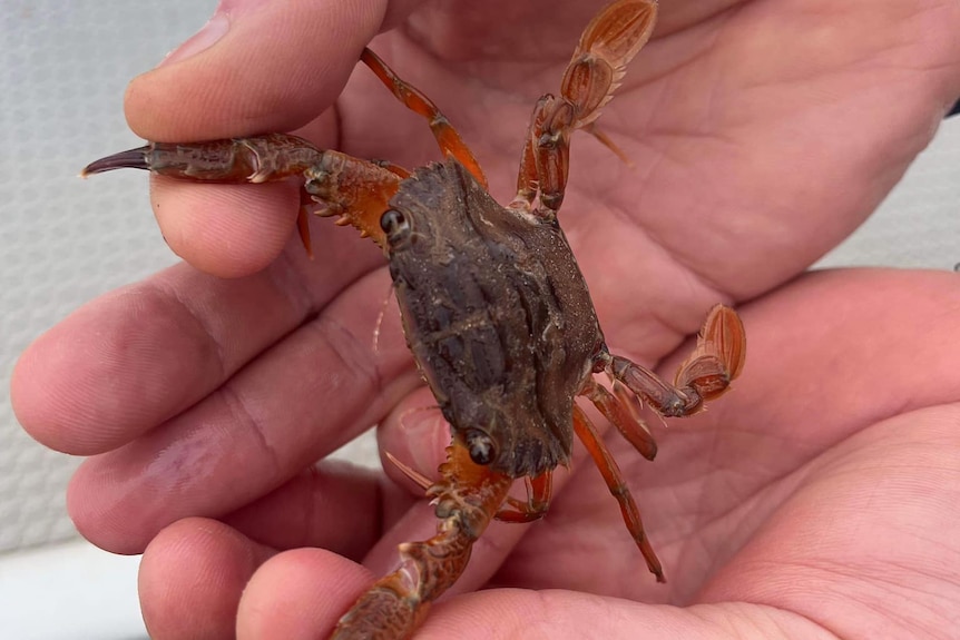 Looking down at a reddish crab in someone's hands
