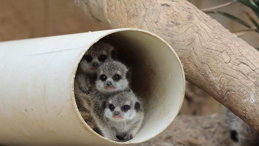 Three baby meerkats sitting on top of one another in a white tube