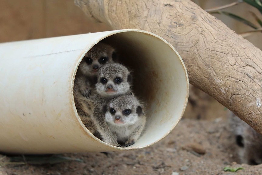 Three baby meerkats sitting on top of one another in a white tube