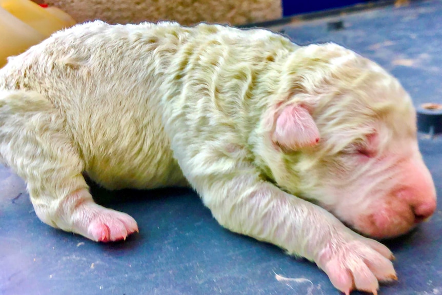 A newborn puppy with lime green furn.