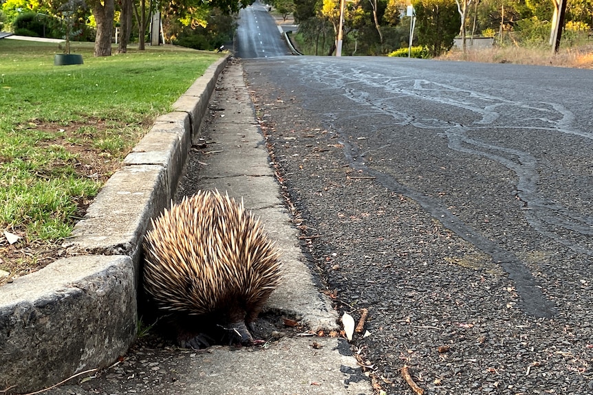 An echidna digs into a pot hole on the side of suburban road