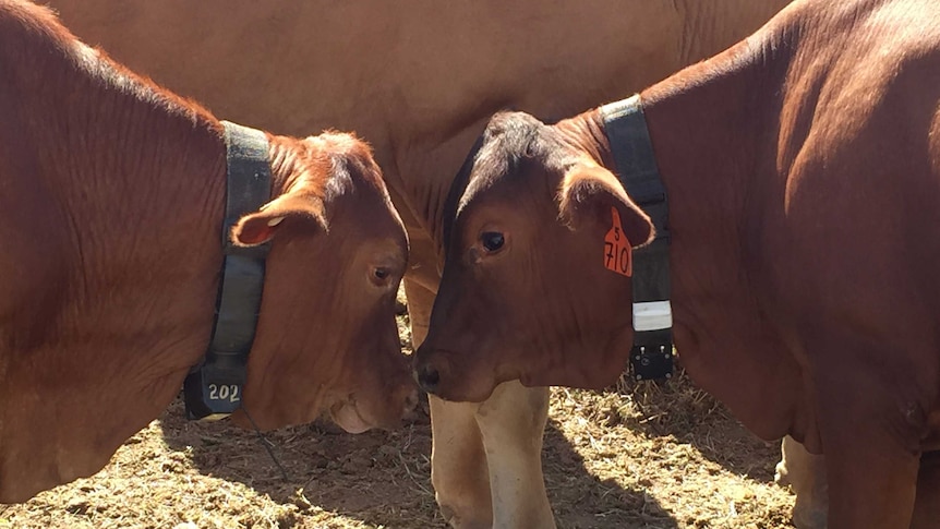 Cattle wearing collars with tracking devices to observe their social and group behaviours