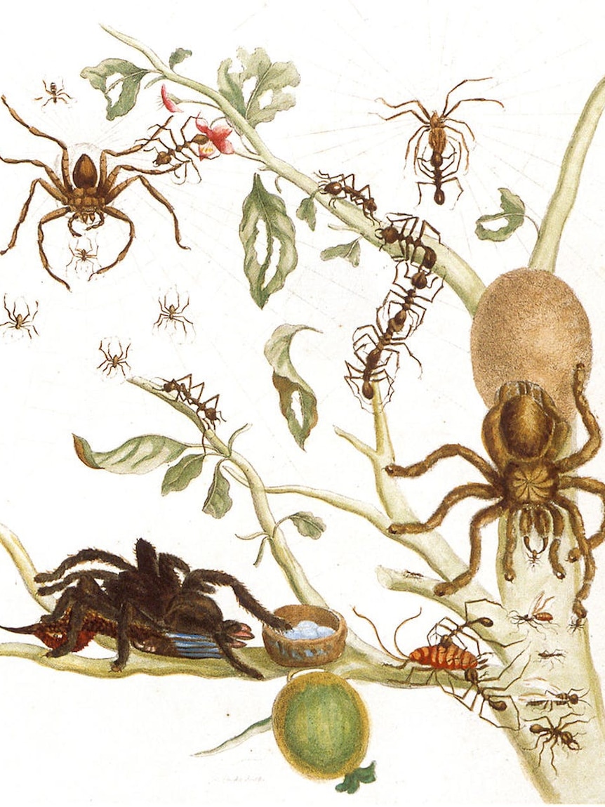 A coloured copper engraving from Metamorphosis Insectorum Surinamensium, Plate XLIII.