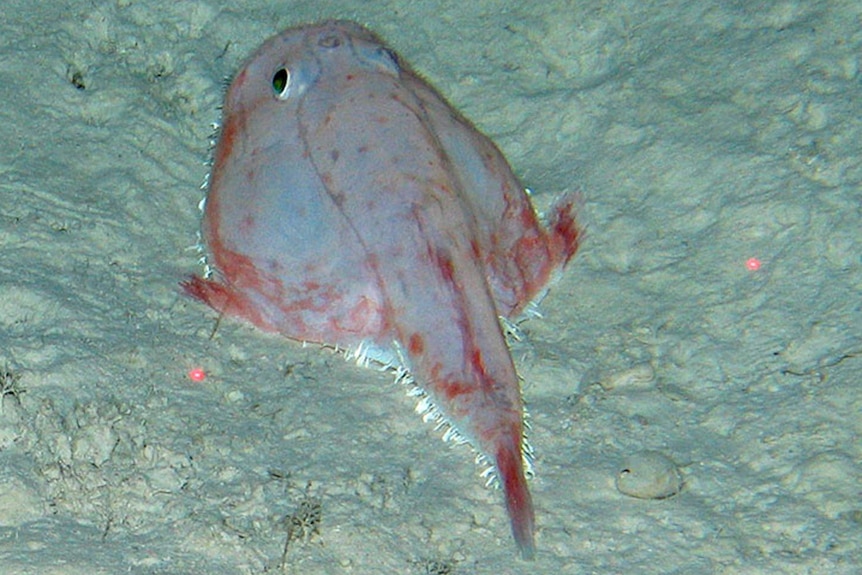 A sea toad - a flat fish without pigment in its skin - rests on the seafloor.