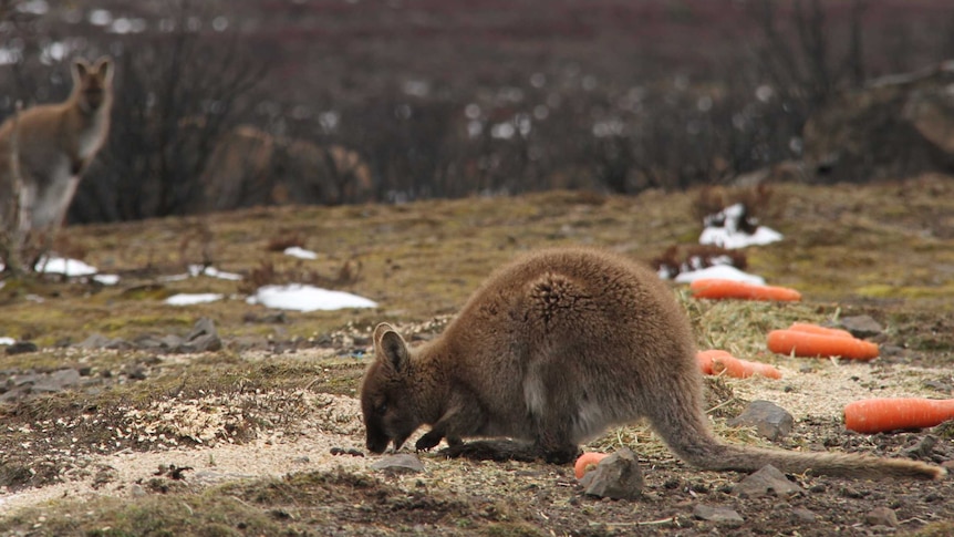 A wallaby displaced by bushfire on Tasmania's Central Plateau eats grain distributed by volunteers.