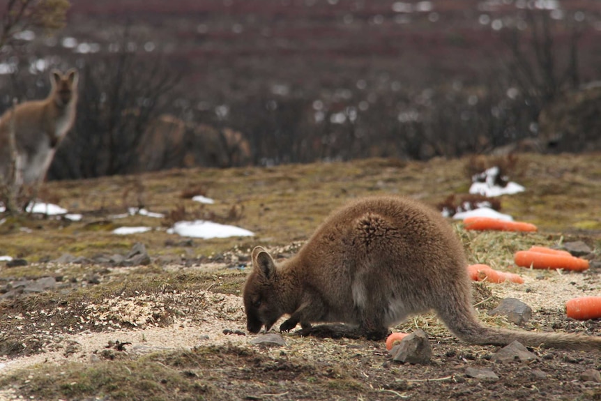 A wallaby displaced by bushfire on Tasmania's Central Plateau eats grain distributed by volunteers.