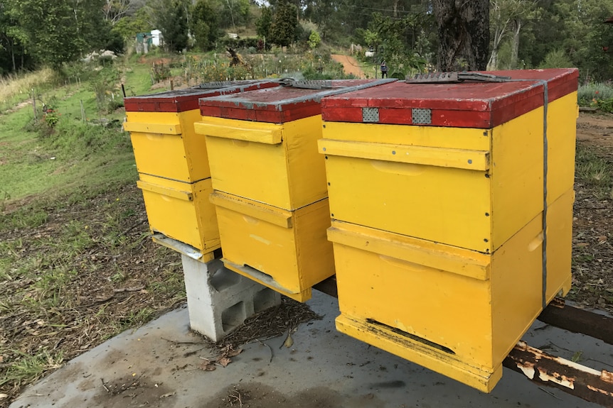 Three bright yellow bee hives with red tops in the foreground, flowers in the background.