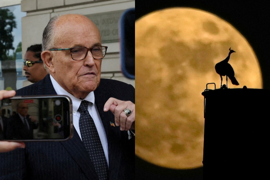 Rudy Giuliiani with cameras in his face and a peacock in front of a moon 