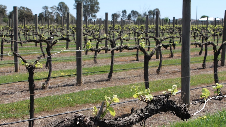 Early growing season for 2019 crop at North East Victorian wineries
