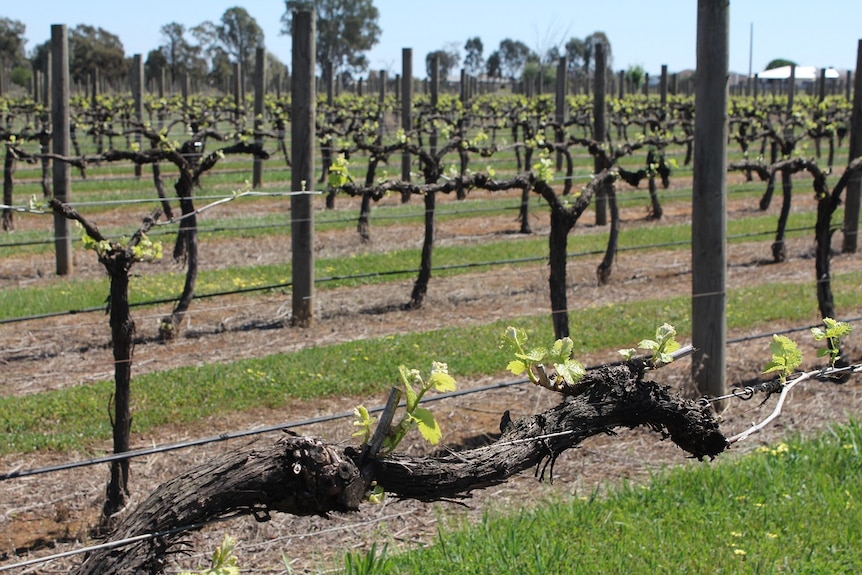 Early growing season for 2019 crop at North East Victorian wineries