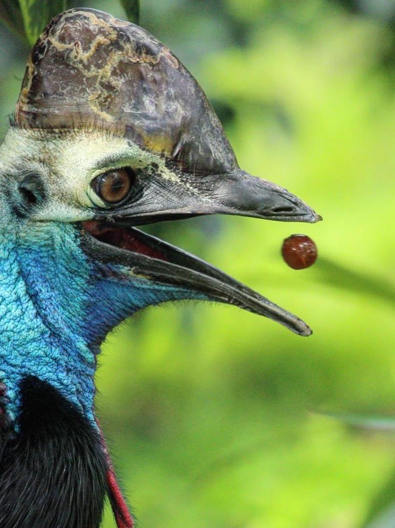 A captive cassowary catches a piece of fruit thrown to it.