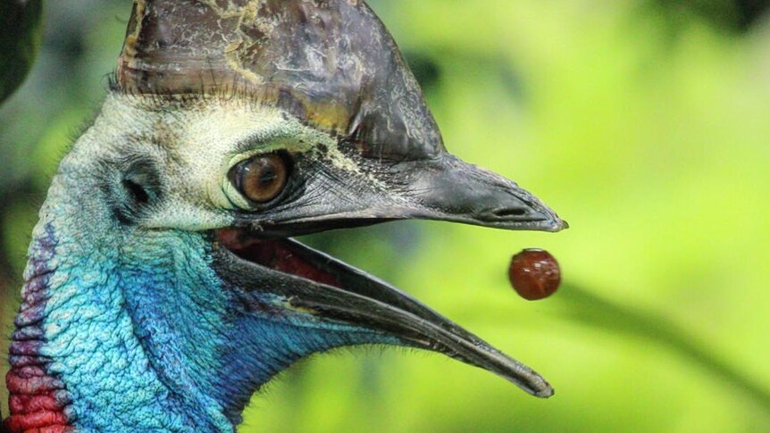 A captive cassowary catches a piece of fruit thrown to it.