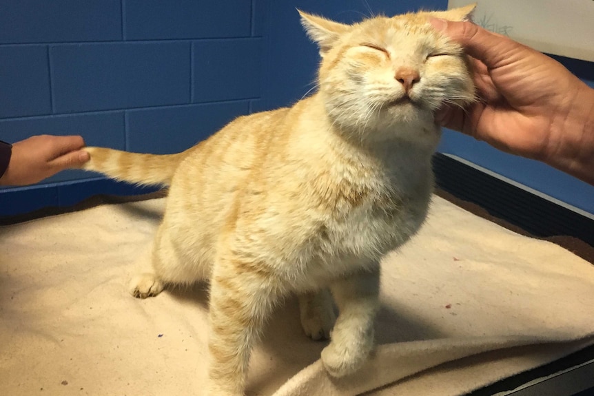 A light ginger cat with its eyes closed, enjoying having its face scratched.