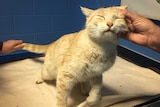 A light ginger cat with its eyes closed, enjoying having its face scratched.