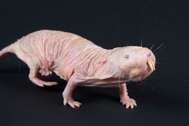 Photo of a naked mole rat that looks like a wrinkly old mammal with big yellow fangs.