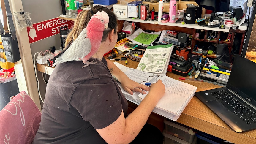 A woman studying at a table with a cockatoo on her shoulder.