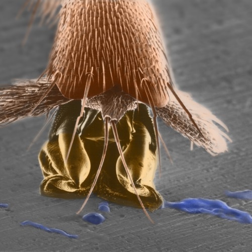 A close-up of an ant's foot