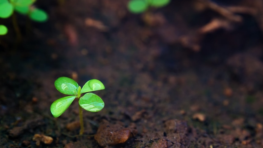 Healthy seedlings growing in dark, rich-looking earth.