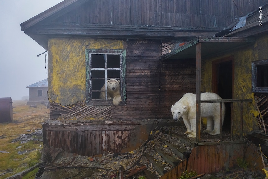 House of bears by Dmitry Kokh